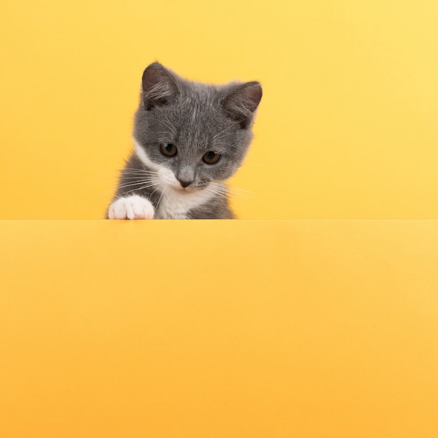 Cute little gray cat, on a yellow , looks and plays. Buisiness , , copyspace.