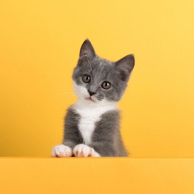 Cute little gray cat, on a yellow , looks and plays. buisiness , , copyspace