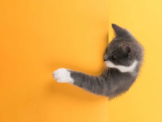 Cute little gray cat, on a yellow , looks and plays. Buisiness , , copyspace.