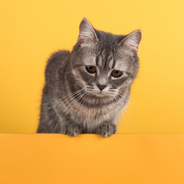 Cute little gray cat, on a yellow , looks and plays. Buisiness , , copyspace.