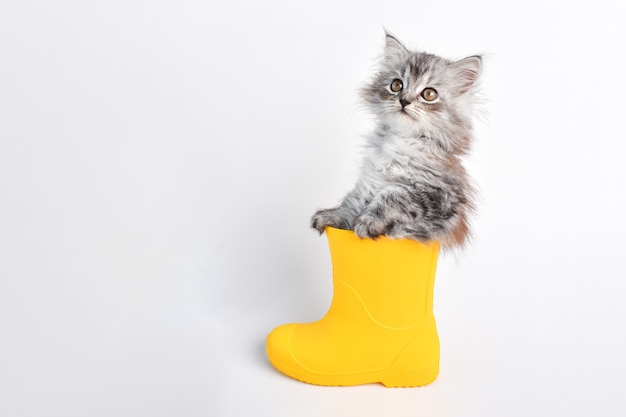 かわいい小さな灰色の子猫は、白い背景の上の黄色いゴム長靴に座っています。