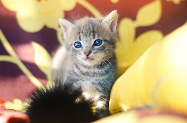 Foto piccolo gattino grigio con gli occhi blu