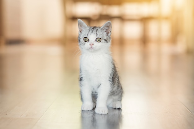 Cute little grey kitten in the cozy home