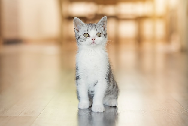 Cute little grey kitten in the cozy home