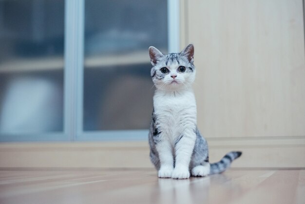 Cute little grey kitten in the cozy home