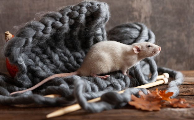   Cute little grey rat, mouse sitting on a knitting, 