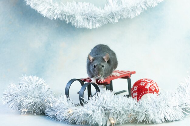 Photo cute little grey rat, mouse sitting on a sled.