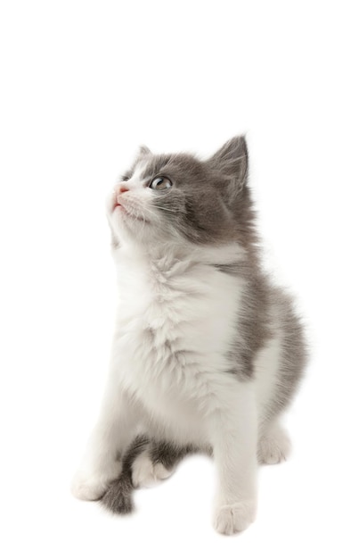 Cute little grey and white fluffy kitten isolated on white background