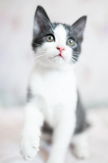 Photo cute little grey and white kitten sitting on sofa young cute little kitty at home cute funny home