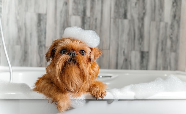 A cute little Griffon dog takes a bubble bath with his paws up on the edge of the tub