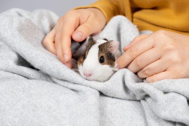 A cute little guinea pig in the hands of a woman in a blanket