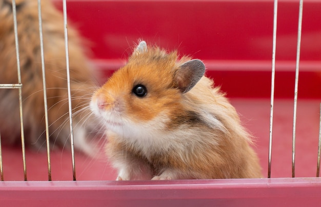 Cute little hamster lookinf from the cage