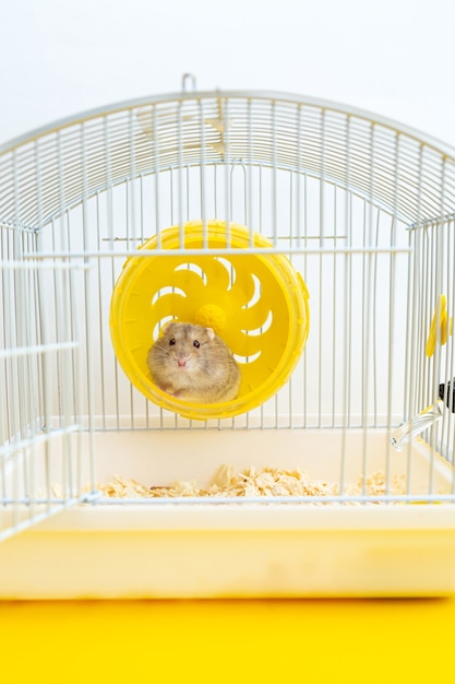 cute little hamster sits in a wheel in a cage.