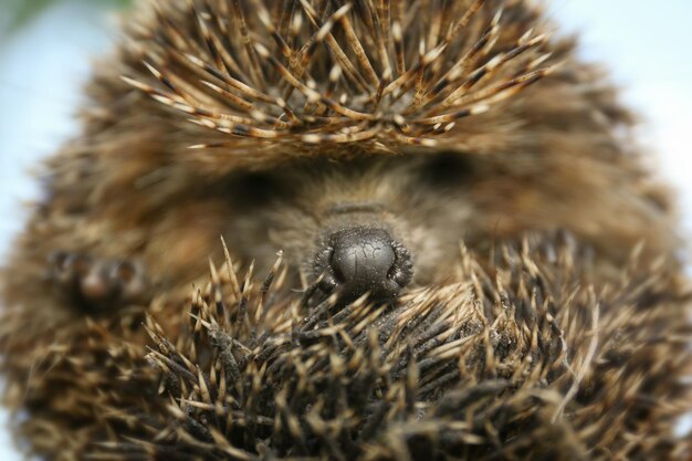 Photo cute little hedgehog closeup