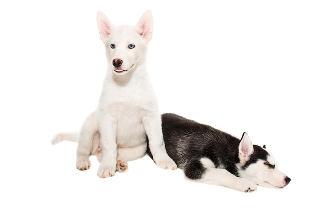 흰색 배경에 고립 된 귀여운 작은 허스키 강아지