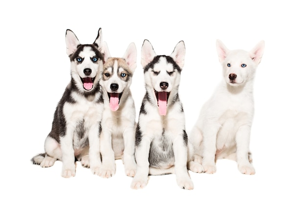 Cute little husky puppy isolated on white background. A group of puppies are sitting and looking at the camera. Four puppies of husky.