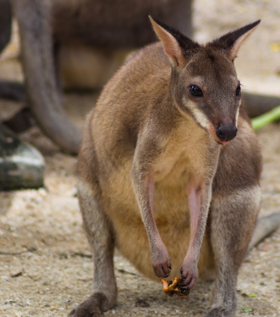 Cute little kangaroo at the zoo