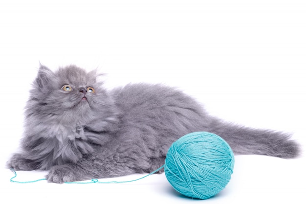 Cute little kitten and ball of yarn