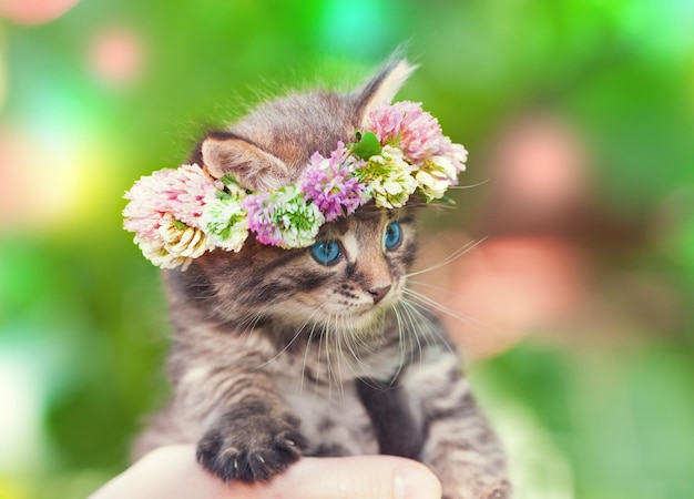 Cute little kitten crowned with a chaplet of clover in female hands