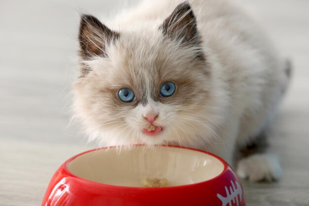 Cute little kitten eating from red bowl at home closeup