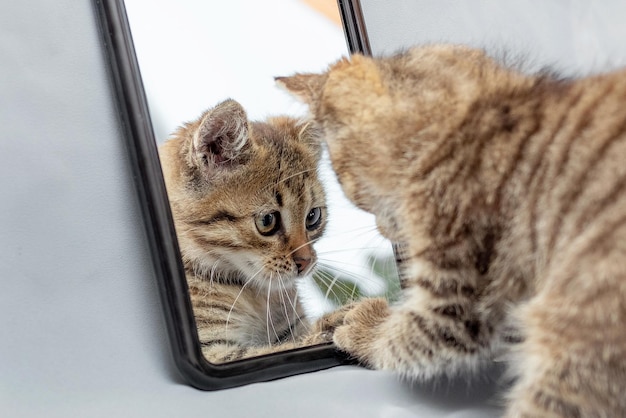 A cute little kitten examines his reflection in the mirror