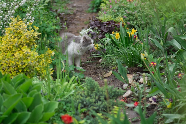 Милый маленький котенок в цветочном саду