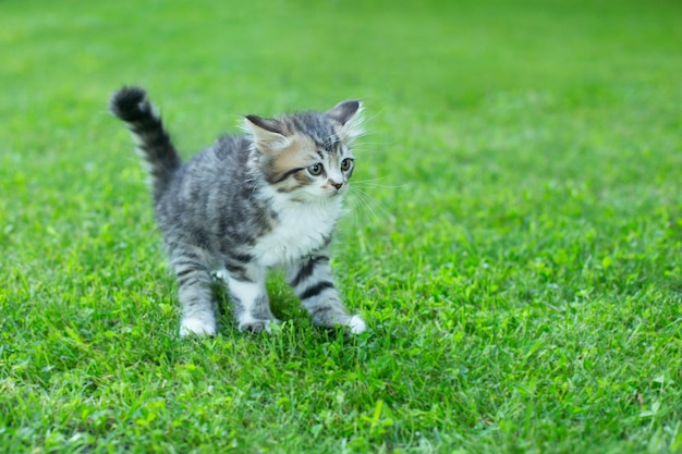 夏の芝生の上のかわいい子猫