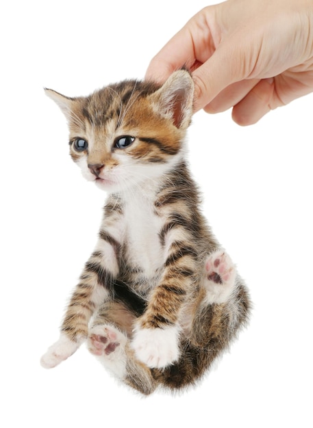 白い上に隔離された手に可愛い小さな子猫
