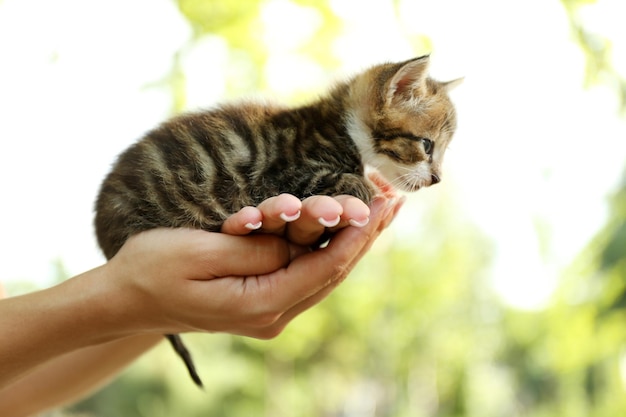 屋外の手でかわいい子猫