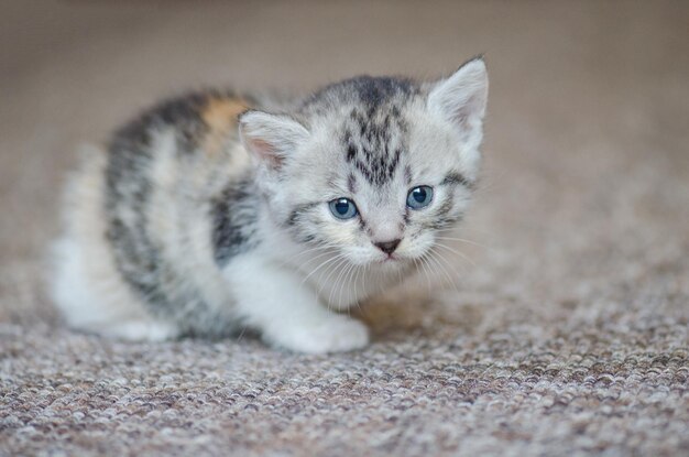 Cute little kitten is sitting on carpet The kitten sits on a carpet