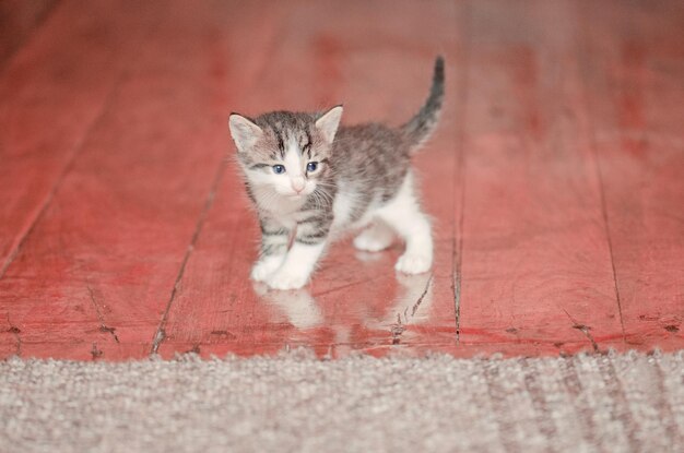 Foto carino gattino è seduto sul tappeto piccolo gattino sul tappeto