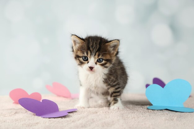 Cute little kitten on light background