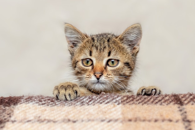 A cute little kitten looks out of the table, a kitten with an inquisitive look