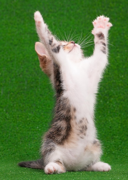 Cute little kitten playing on artificial green grass