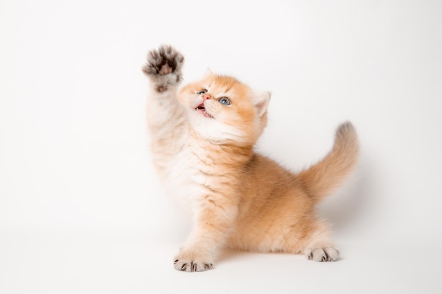 cute little kitten playing with a toy on a white background, british breed