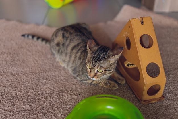 おもちゃで遊ぶかわいい子猫