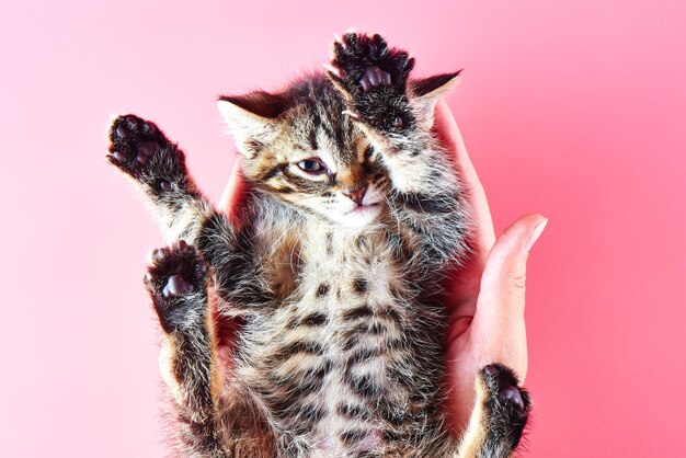 Cute little kitten posing in female palms over pink background. Isolated