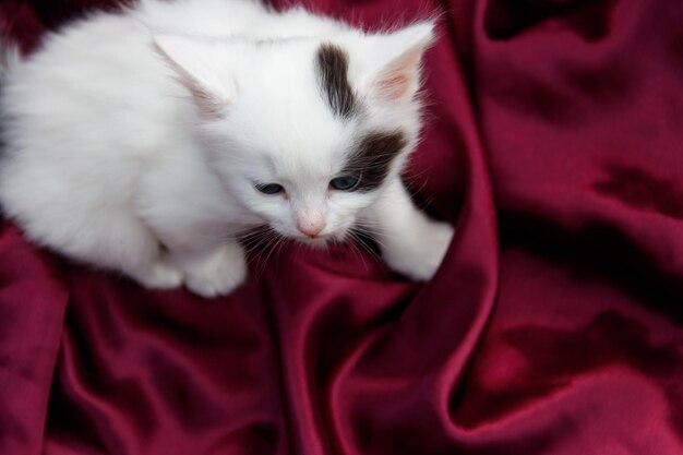 보라색 새틴 천에 귀여운 작은 새끼 고양이