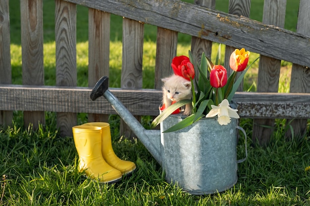 A cute little kitten sits on top of a watering can with flowers