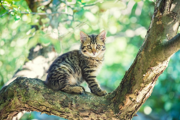 Simpatico gattino seduto su un ramo di un albero in un giardino