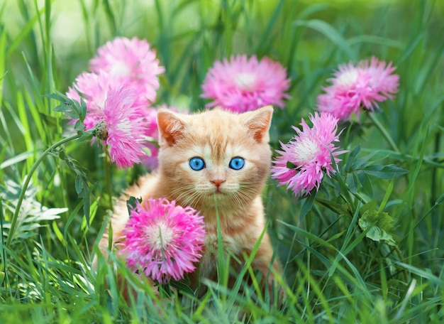 Cute little kitten sitting in flower meadow