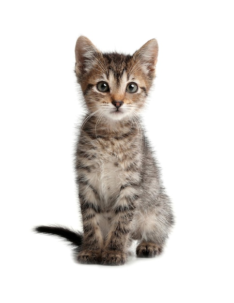 Cute little kitten sitting on white background