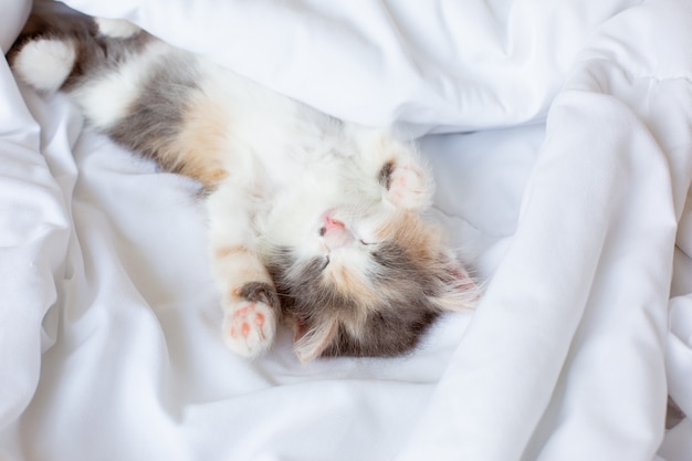 Cute little kitten sleeping on the bed
