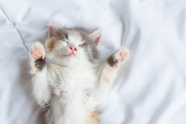 Cute little kitten sleeping on the bed