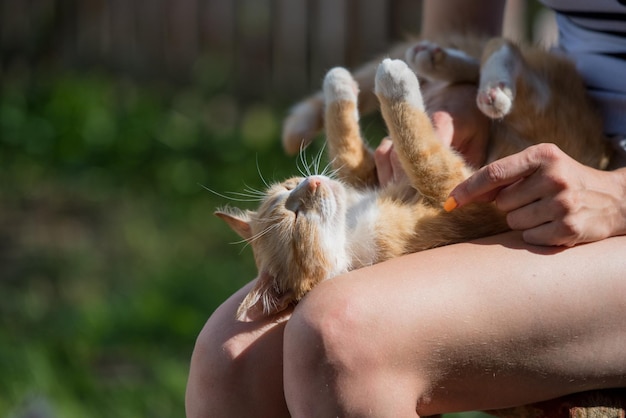 Милый маленький котенок спит на коленях у хозяина