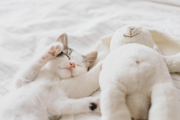 Cute little kitten sleeping on soft bed with bunny toy adorable\
tired kitty taking nap on cozy bed