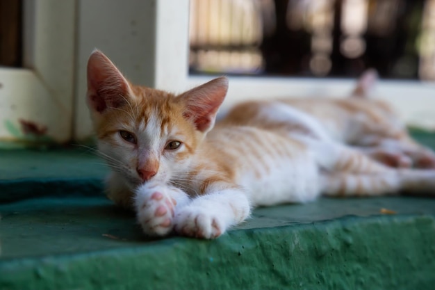 眠っているかわいい子猫