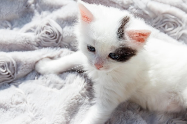 Cute little kitten on the soft grey blanket