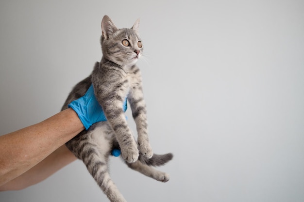 Cute little kitten in veterinarian doctor hands over grey wall background Pet healthcare