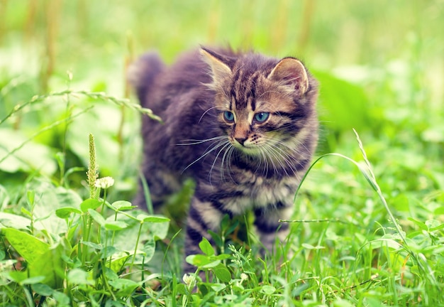 Cute little kitten walking on the grass